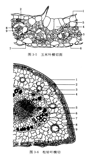 明显异常要警惕狭颅症