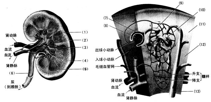 ①每个肾有100万个以上的_______，它们是肾脏最基本的功能结构。 ②肾单位
