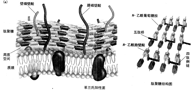 该图为细菌细胞壁的结构模式图，指出两种不同类型细菌细胞壁的组成和特性。 （1)细菌最外层是细 - 上学吧找答案