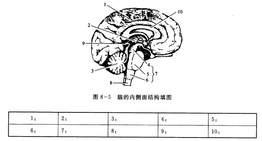 您可能感興趣的試題 不屬於間腦的結構